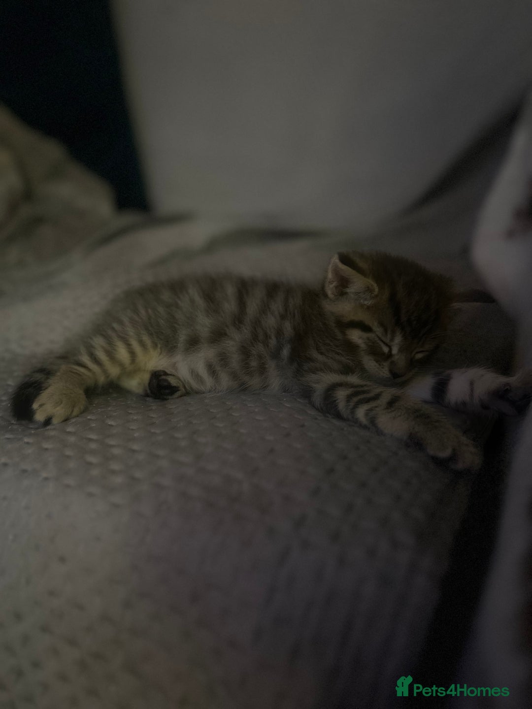Maine Coon cats for sale: Beautiful tabby Maine Coon X kittens  - Image 22