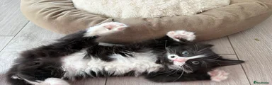 Mixed Breed 4 - Black and white girl with the dot
