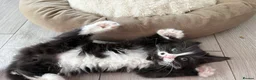 Mixed Breed cats for sale: Beautiful mixed-breed kittens! - Advert 22