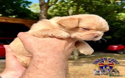 French Bulldog dogs for sale: QUALITY FLUFFY FRENCH BULLDOG PUPPIES - Image 3