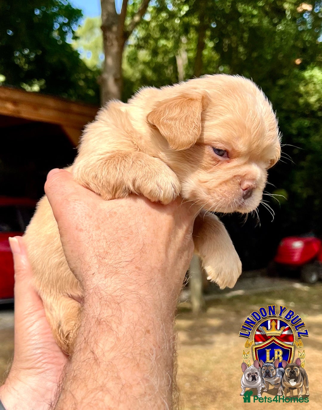 French Bulldog dogs for sale: QUALITY FLUFFY FRENCH BULLDOG PUPPIES - Image 3