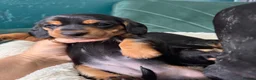 Miniature Dachshund dogs for sale: 2 KC registered miniature dachshund puppies - Advert 8