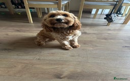 Cockapoo dogs for sale: Our dog Bella  - Image 2