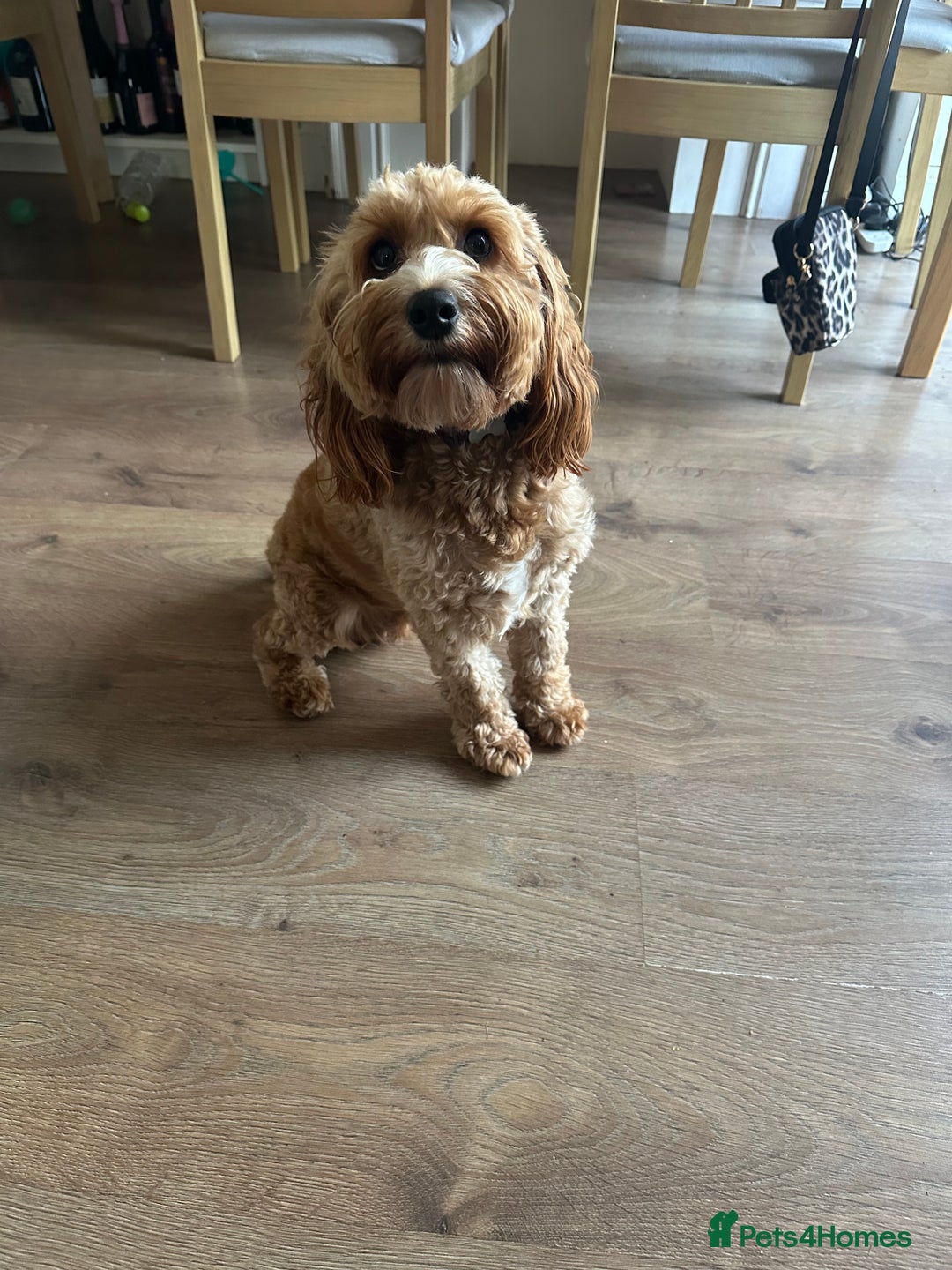 Cockapoo dogs for sale: Our dog Bella  - Image 2