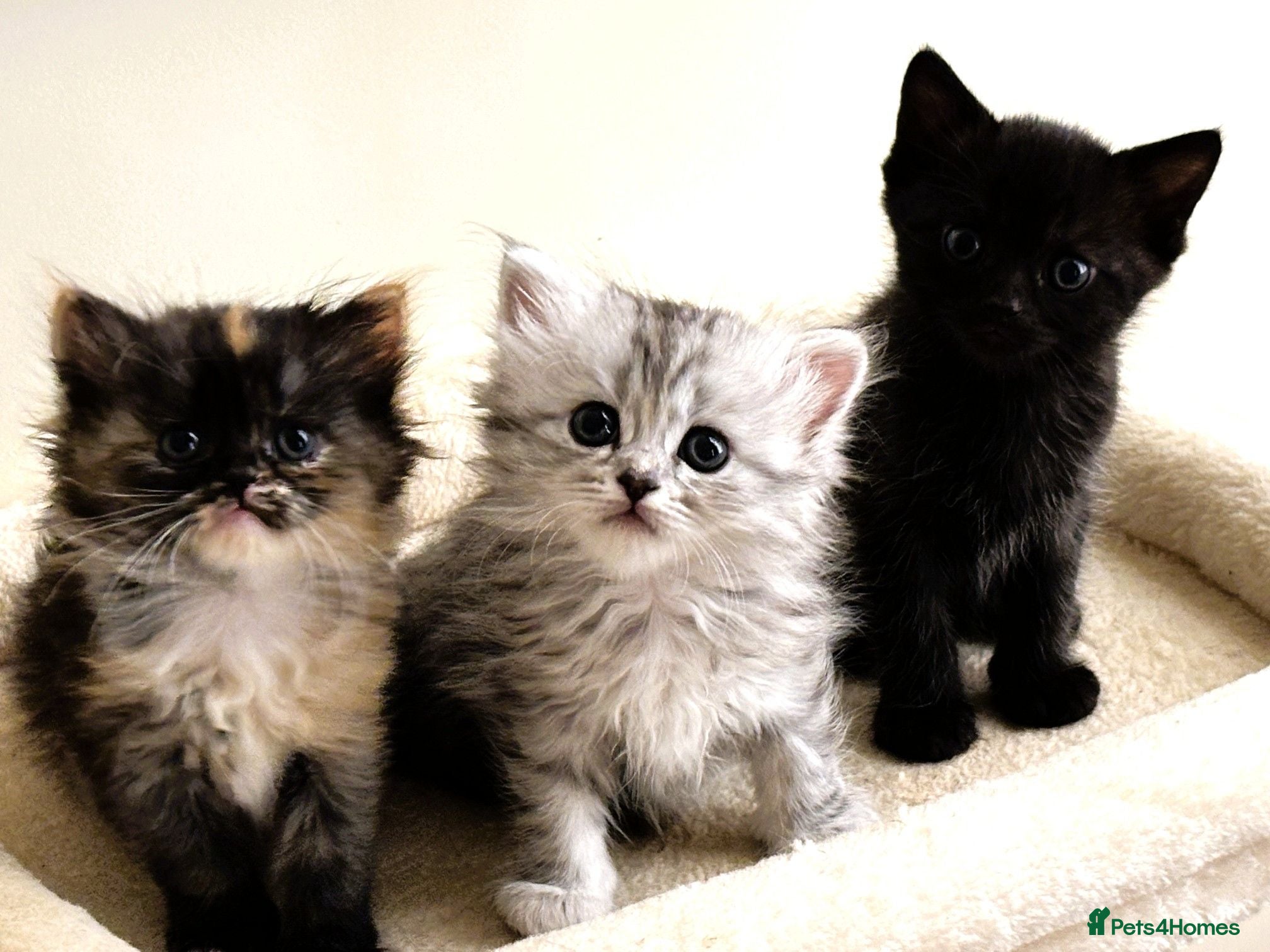 Persian cats Stunning Persian Chinchilla Kittens  - Advert 1