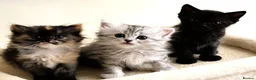 Persian cats for sale: Stunning Persian Chinchilla Kittens  - Advert 1