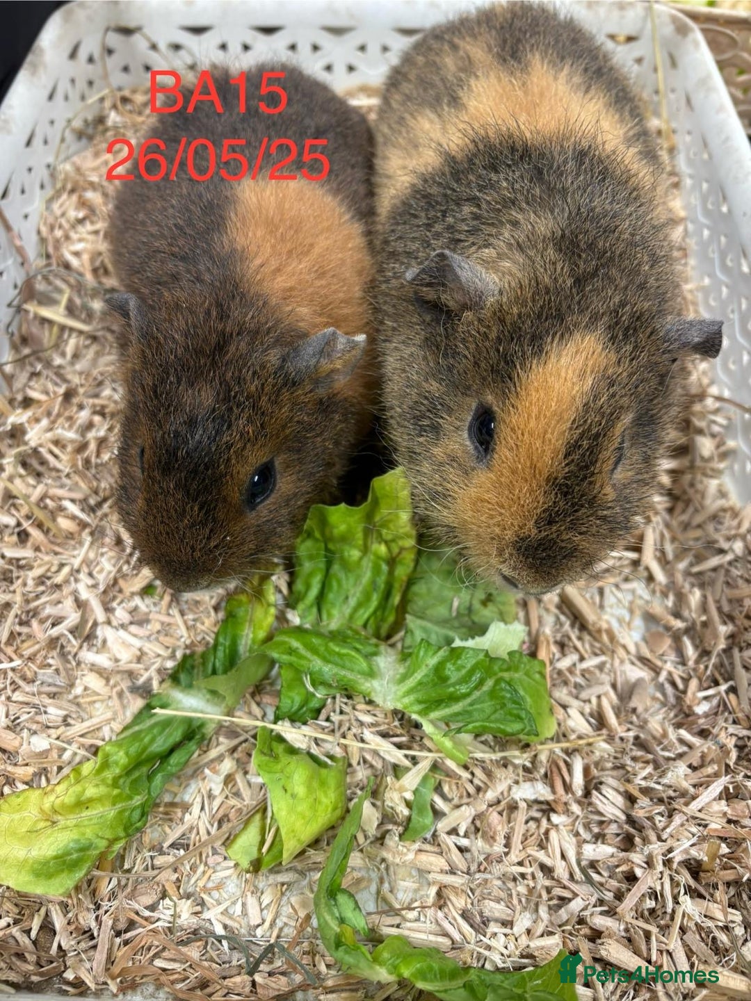 Guinea Pig rodents for sale: Pairs of Male Guinea pigs ready now  - Image 2