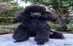 Miniature Poodle dogs for sale: Meet Joe Black - the perfect Miniature Poodle - Image 6