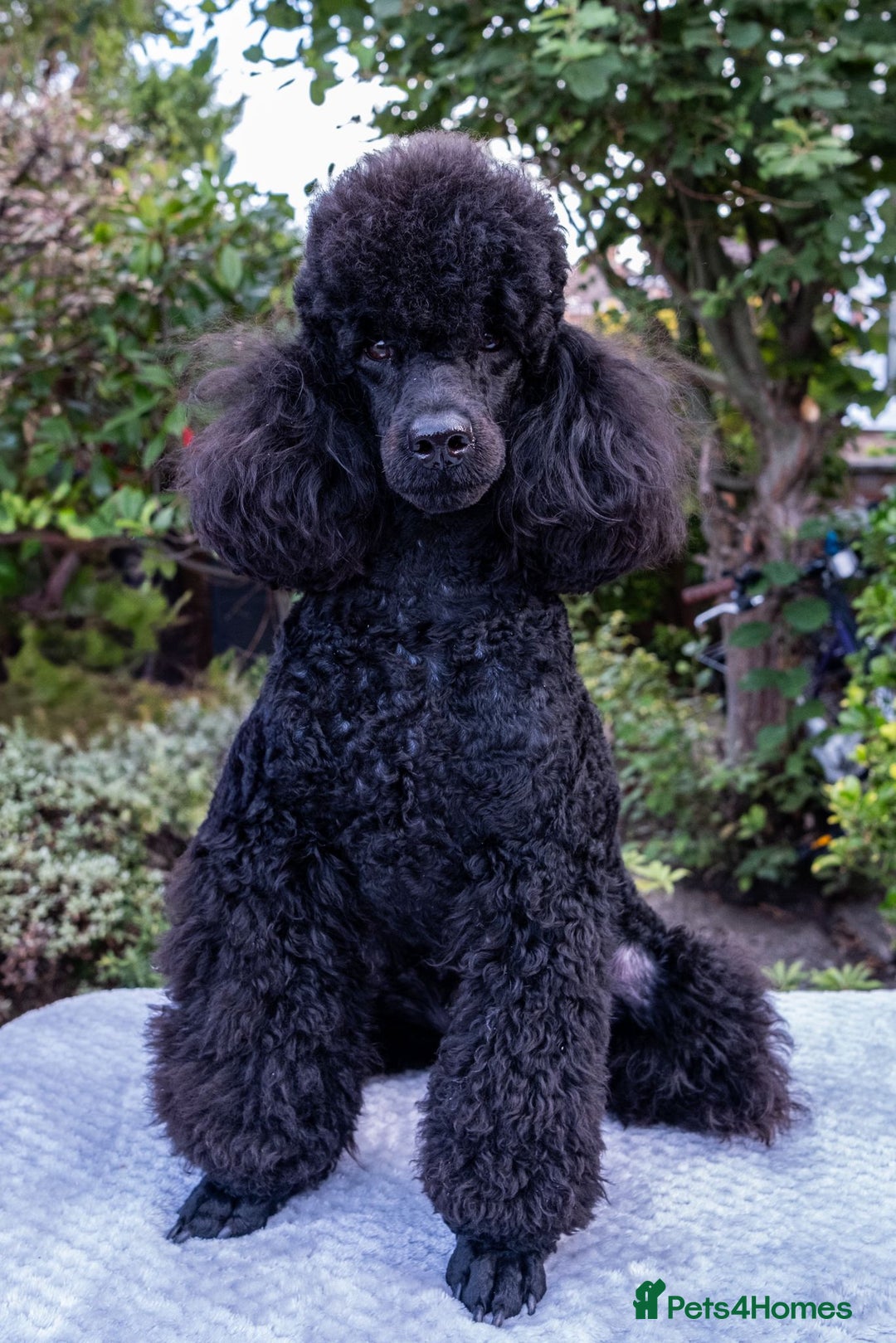 Miniature Poodle dogs for sale: Meet Joe Black - the perfect Miniature Poodle - Image 6