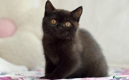 British Shorthair cats for sale: Beautiful BSH kittens 😻 - Image 9