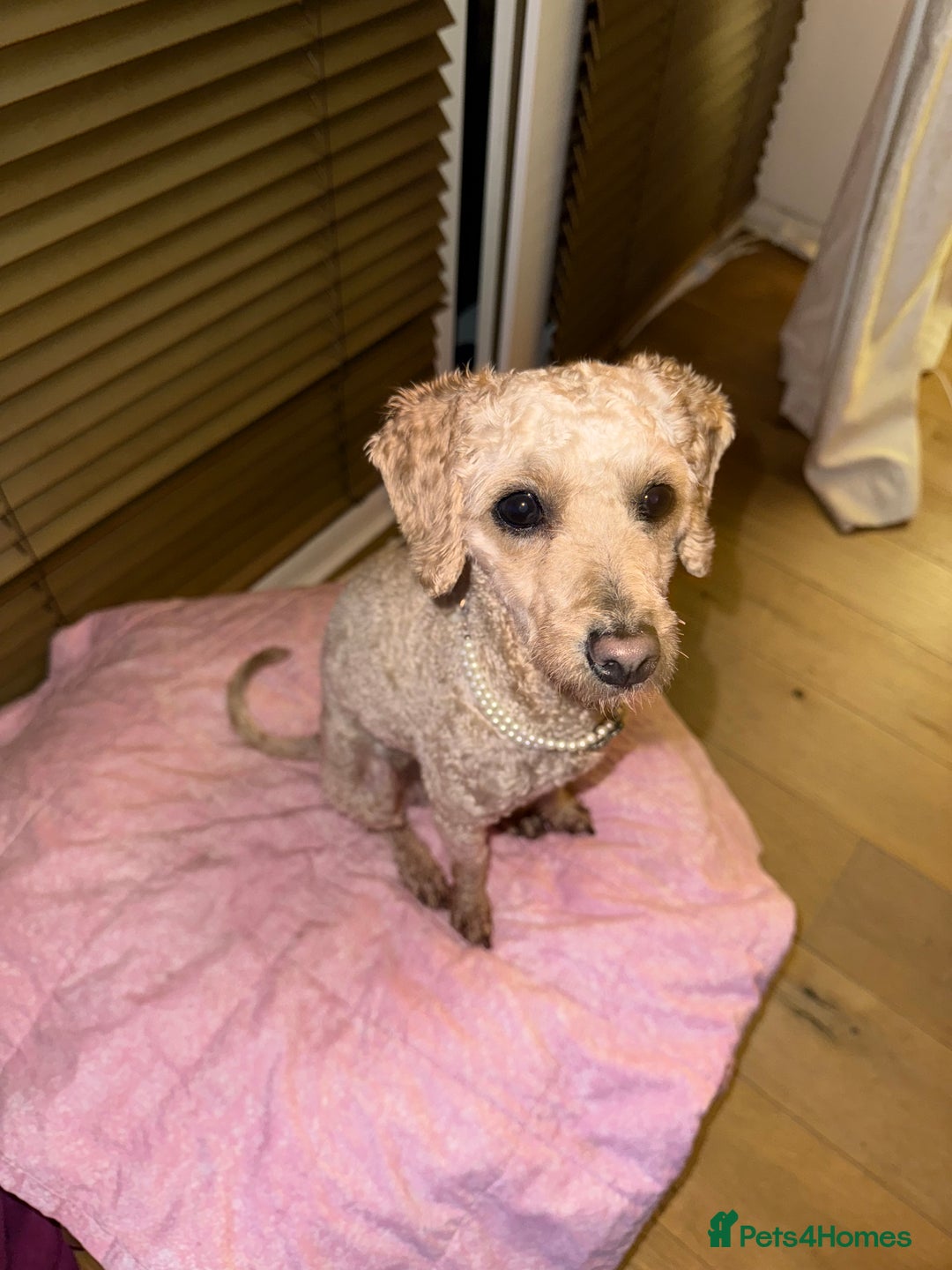 Mixed Breed dogs for sale: Beautiful 16 month Cavapoochon - Advert 4