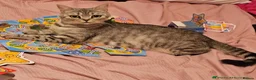 British Shorthair cats for sale: 💕🐾 Adorable Silver Tabby kittens for sale 🐾💕 - Advert 6