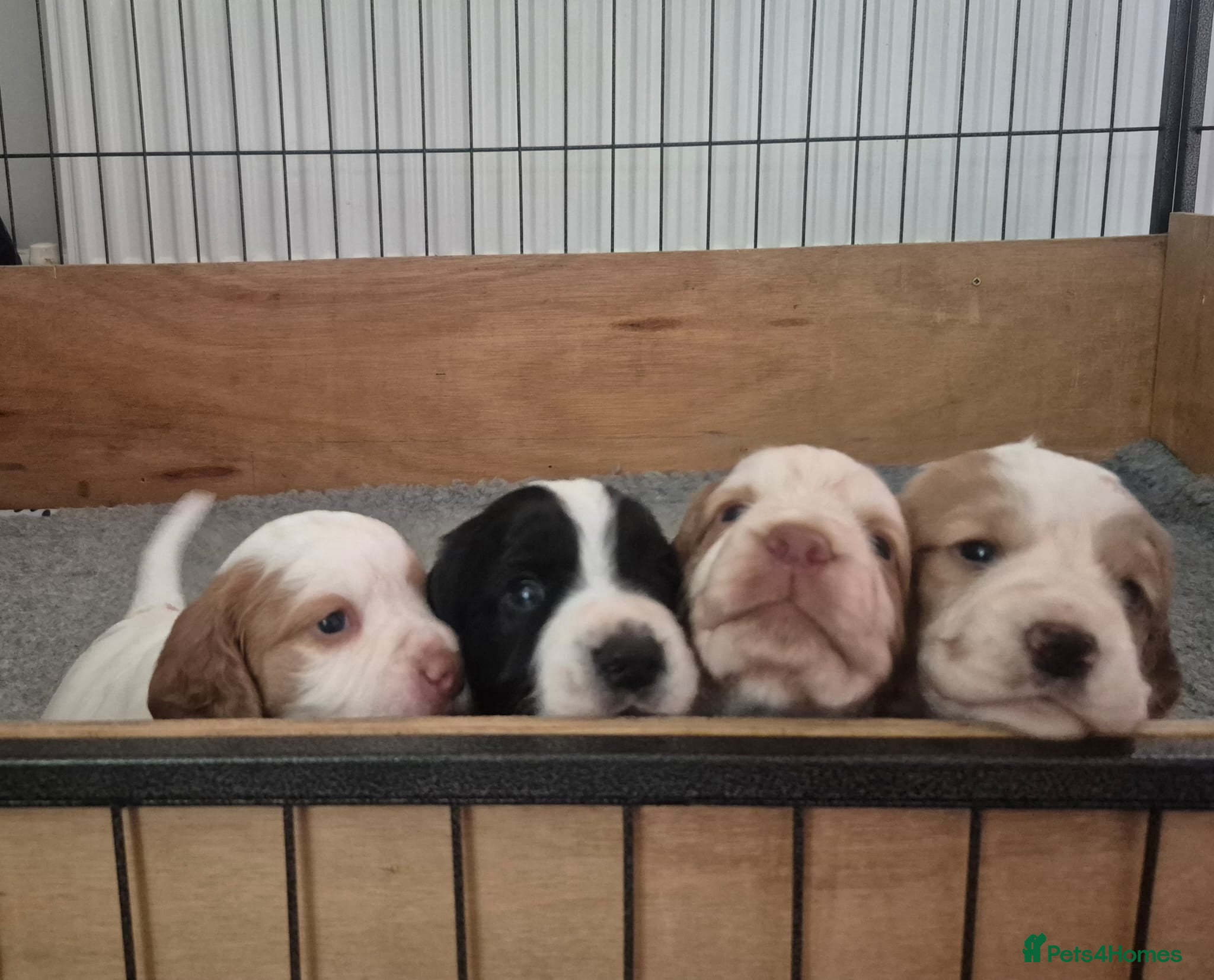 Cocker Spaniel dogs Quality litter of kc registered cocker spaniel  - Advert 2