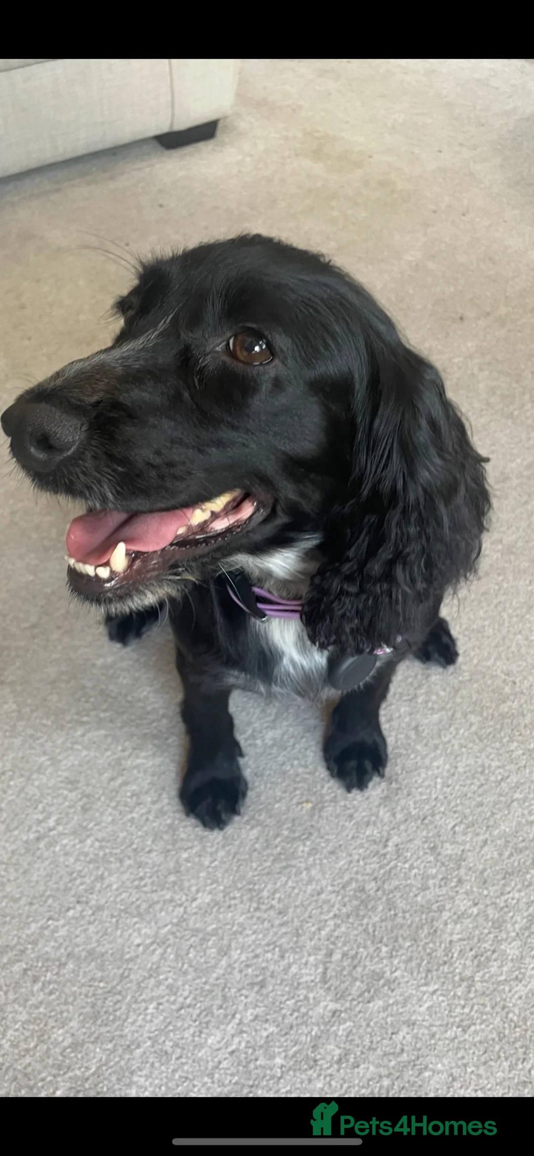 Cocker Spaniel dogs for sale: 4 year old cocker spaniel  - Advert 2