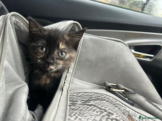 British Shorthair cats Black torte kitten female British Short Hair left - Advert 6