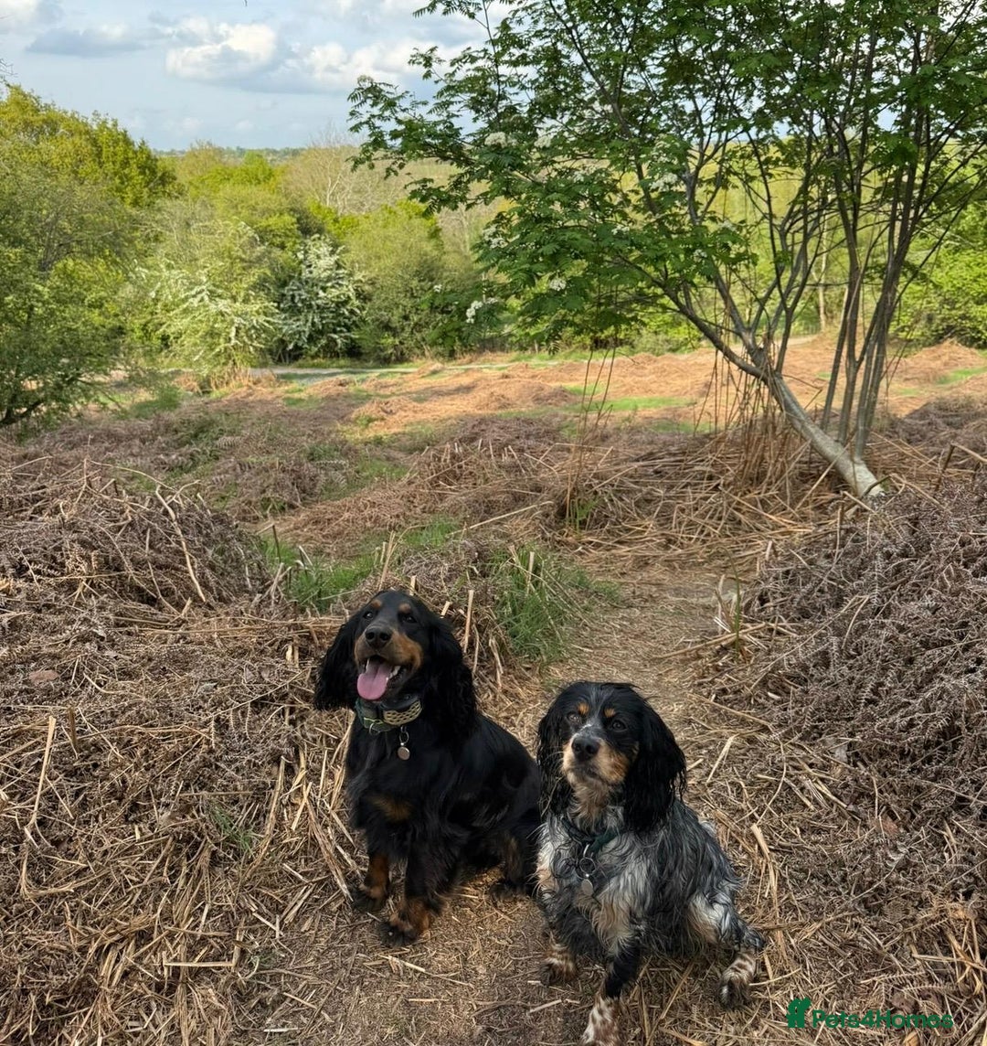 Cocker Spaniel dogs for sale: Beautiful 2 old male cocker spaniel  - Advert 2