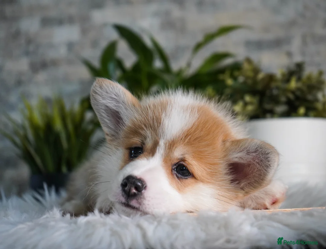 Welsh Corgi Pembroke dogs for sale: Welsh Corgi (Pembroke) - Advert 13