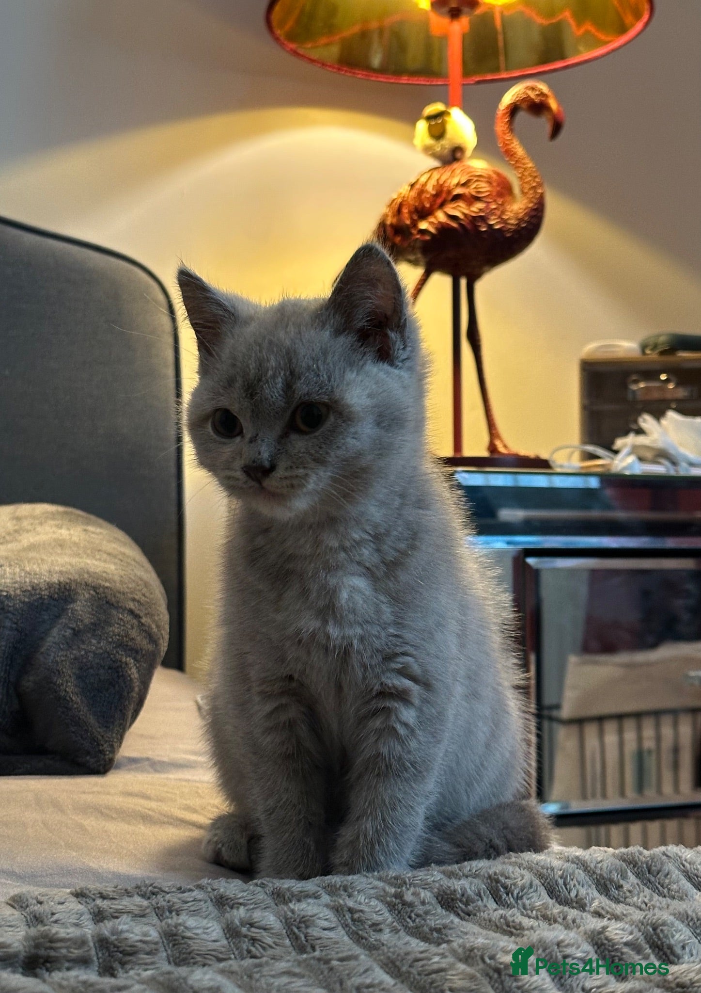 British Shorthair cats British Shorthair Kitten - Advert 1