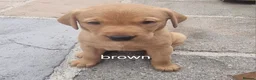 Labrador Retriever dogs for sale: 3 Fox Red girl puppies left.Available from 10/7/26 - Advert 35