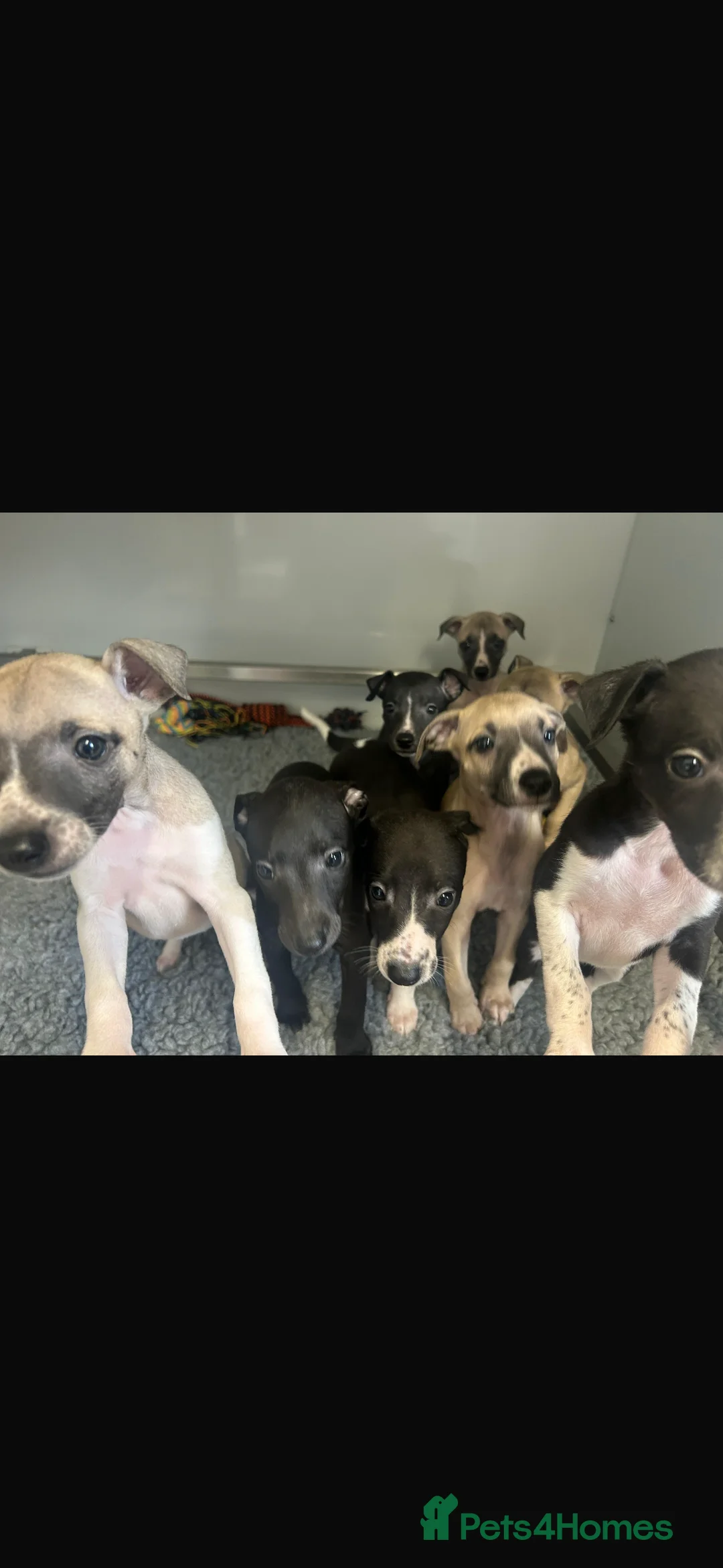 Whippet dogs for sale: KC REGISTERED WHIPPETS  in Liverpool - Advert 11