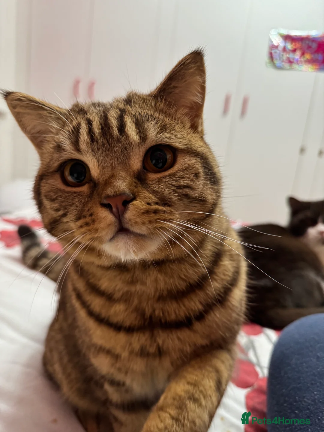British Shorthair cats for sale: ❤️ Gentle Adult BSH Cats Searching for a Home ❤️ - Advert 2
