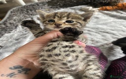 Bengal cats for sale: Mixed Stunning Bengals  - Image 9