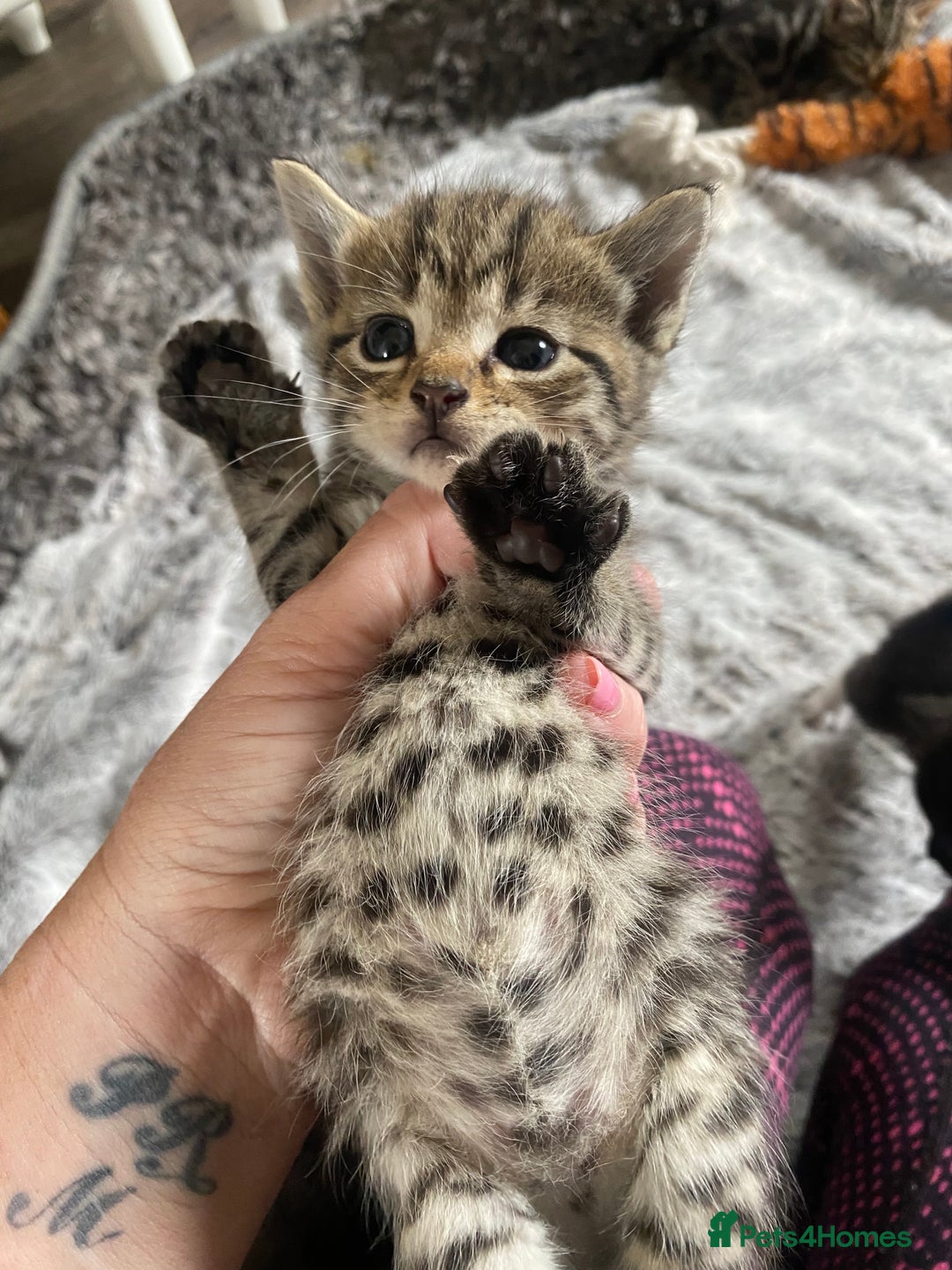 Bengal cats for sale: Mixed Stunning Bengals  - Image 9