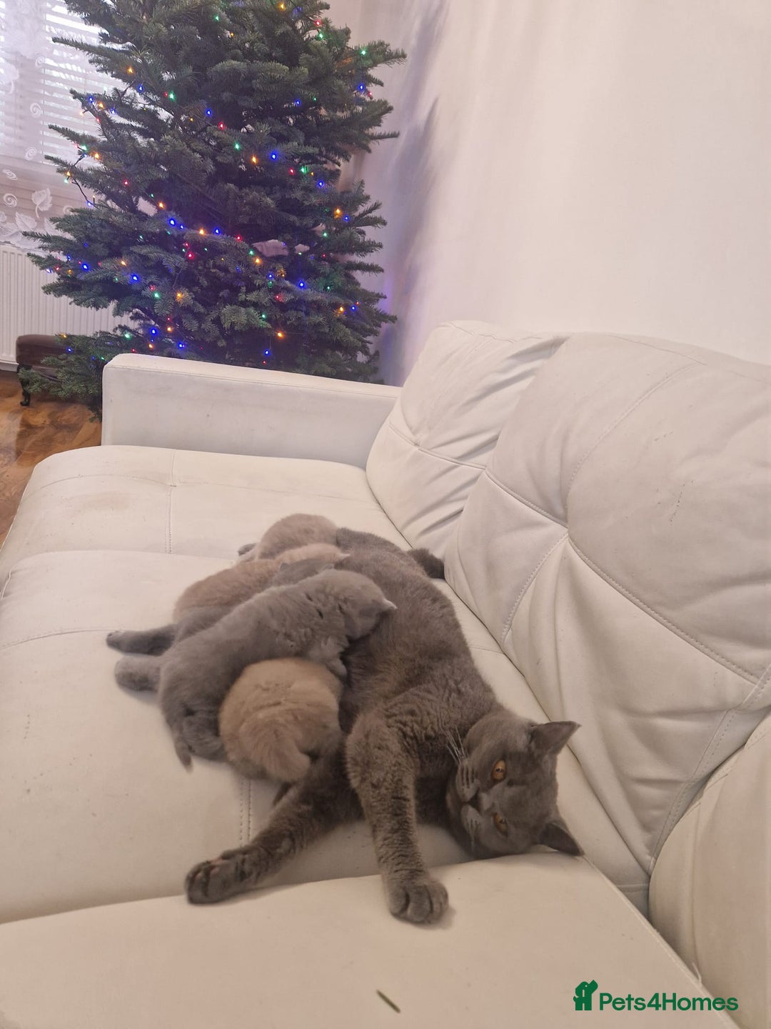 British Shorthair cats for sale: British Shorthair Kittens Blue and Lilac. - Advert 18