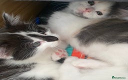 Ragdoll cats for sale: Ragdoll Mix Breed Kittens - Image 4