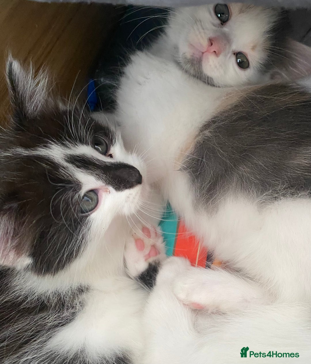 Ragdoll cats for sale: Ragdoll Mix Breed Kittens - Image 4