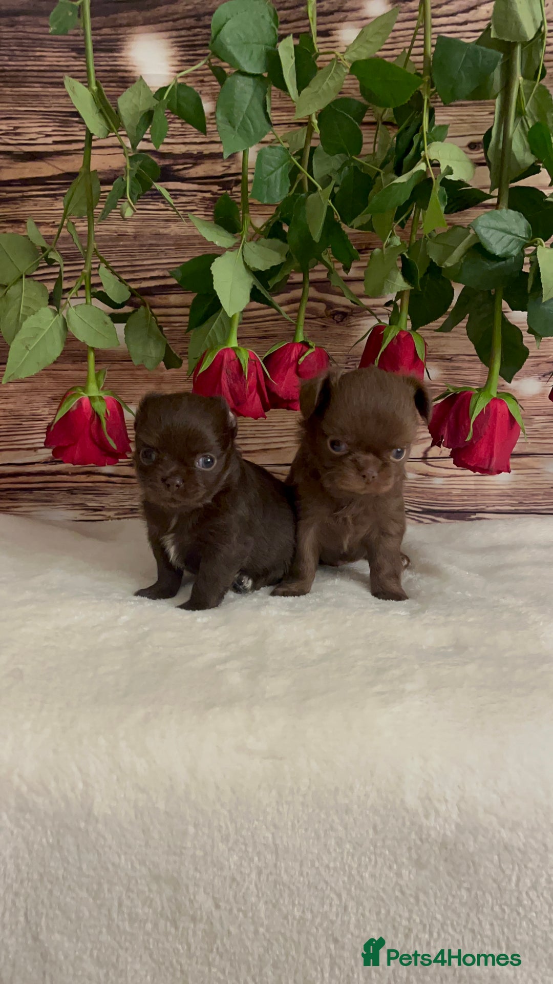 Chihuahua dogs for sale: Tiny kc reg babies!  - Advert 5