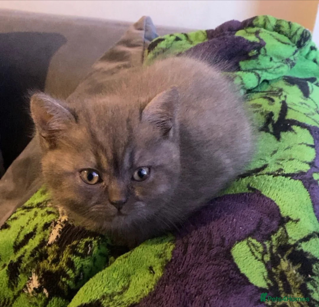 British Shorthair cats for sale: Meet bear - Advert 2