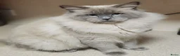 Ragdoll cats for sale: 💖 Beautiful Ragdoll kittens for Sale 💖 - Advert 35