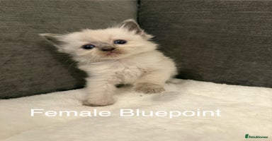 Ragdoll cats - Advert 9