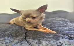 Chihuahua dogs for stud: KC Reg lilac Stunning Stud Boy in Bury Saint Edmunds - Image 14