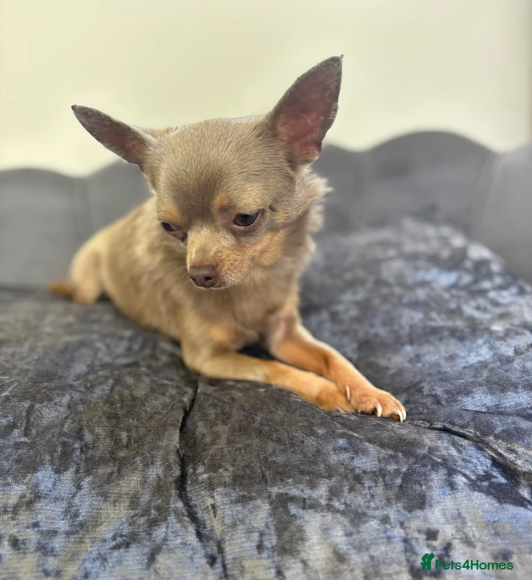 Chihuahua dogs for stud: KC Reg lilac Stunning Stud Boy in Bury Saint Edmunds - Advert 14