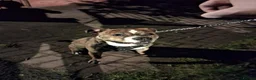 Mixed Breed dogs for sale: Wolfie in Coatbridge - Advert 6