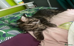 Maine Coon cats for sale: Gorgeous Black & Black Smoke kittens TICA parents - Image 34