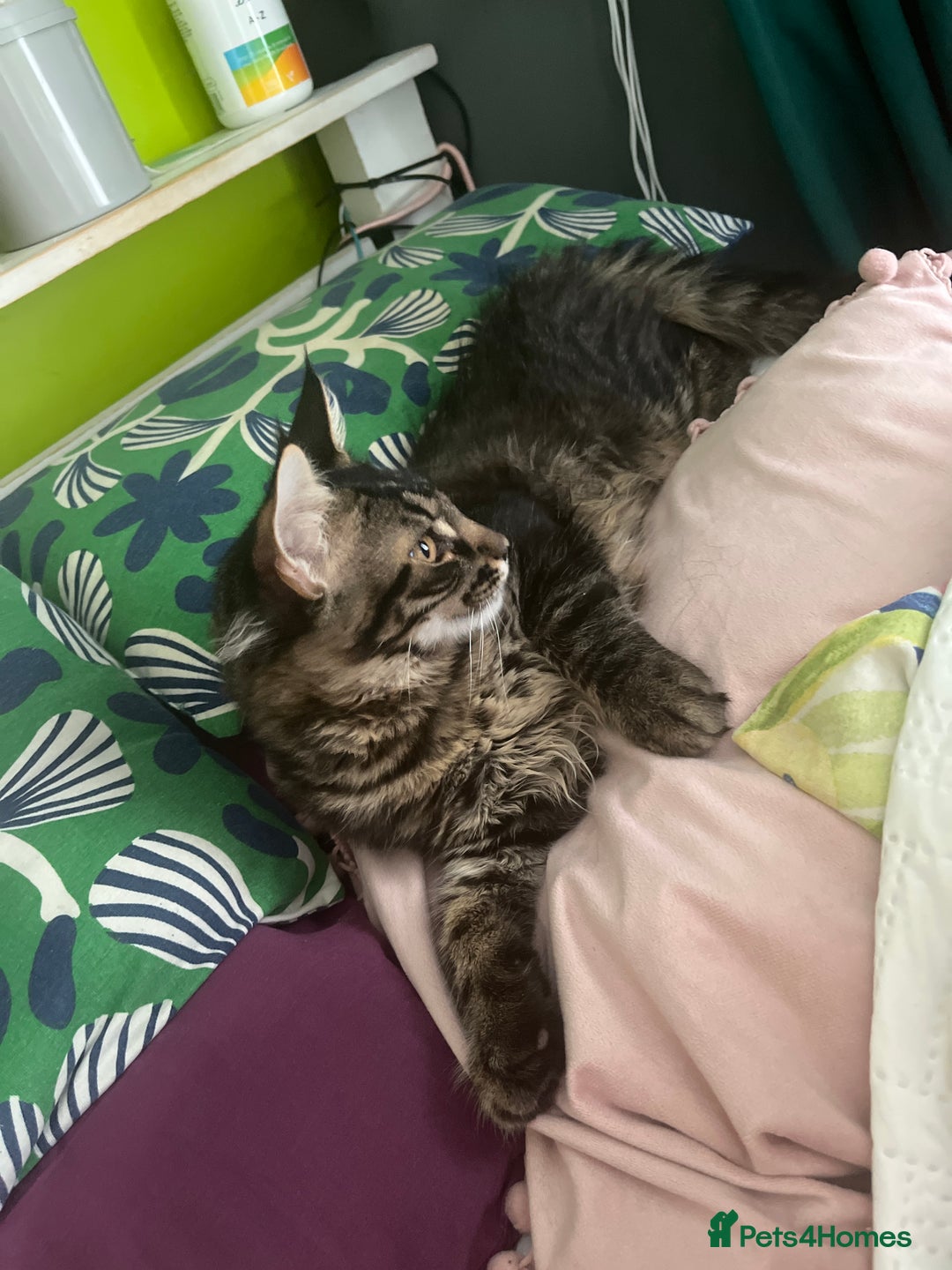 Maine Coon cats for sale: Gorgeous Black & Black Smoke kittens TICA parents - Image 34