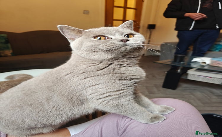 British Shorthair cats - Advert 1