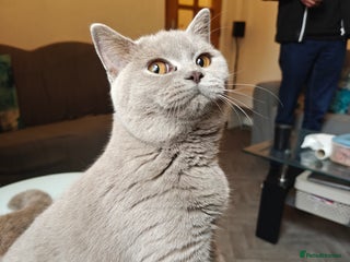 British Shorthair cats Adorable Purebred Lilac British Shorthair Kitten - Advert 15