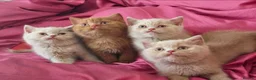 British Shorthair cats for sale: 🐾TICA REG BEAUTIFUL BSH 🐾   - Advert 20