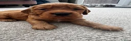 Cocker Spaniel dogs for sale: Outstanding Boys - Advert 14