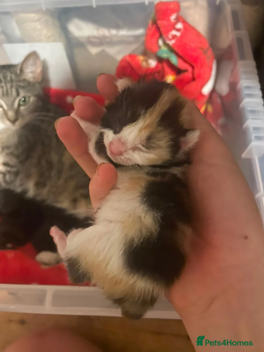 Mixed Breed cats for sale: Mix breed kittens - Advert 1
