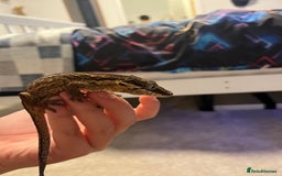 Gecko reptiles for sale: Geckos for sale with tank - Image 12