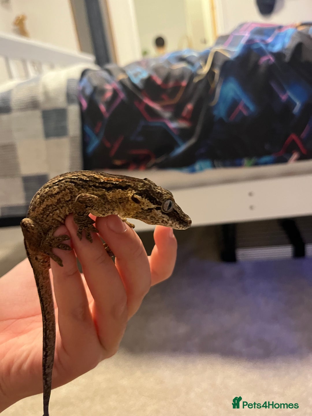 Gecko reptiles for sale: Geckos for sale with tank - Image 12