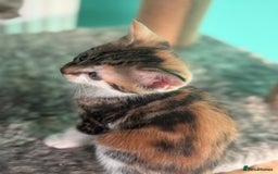 Maine Coon cats for sale: Adorable half mainecoon kittens for sale  - Image 17