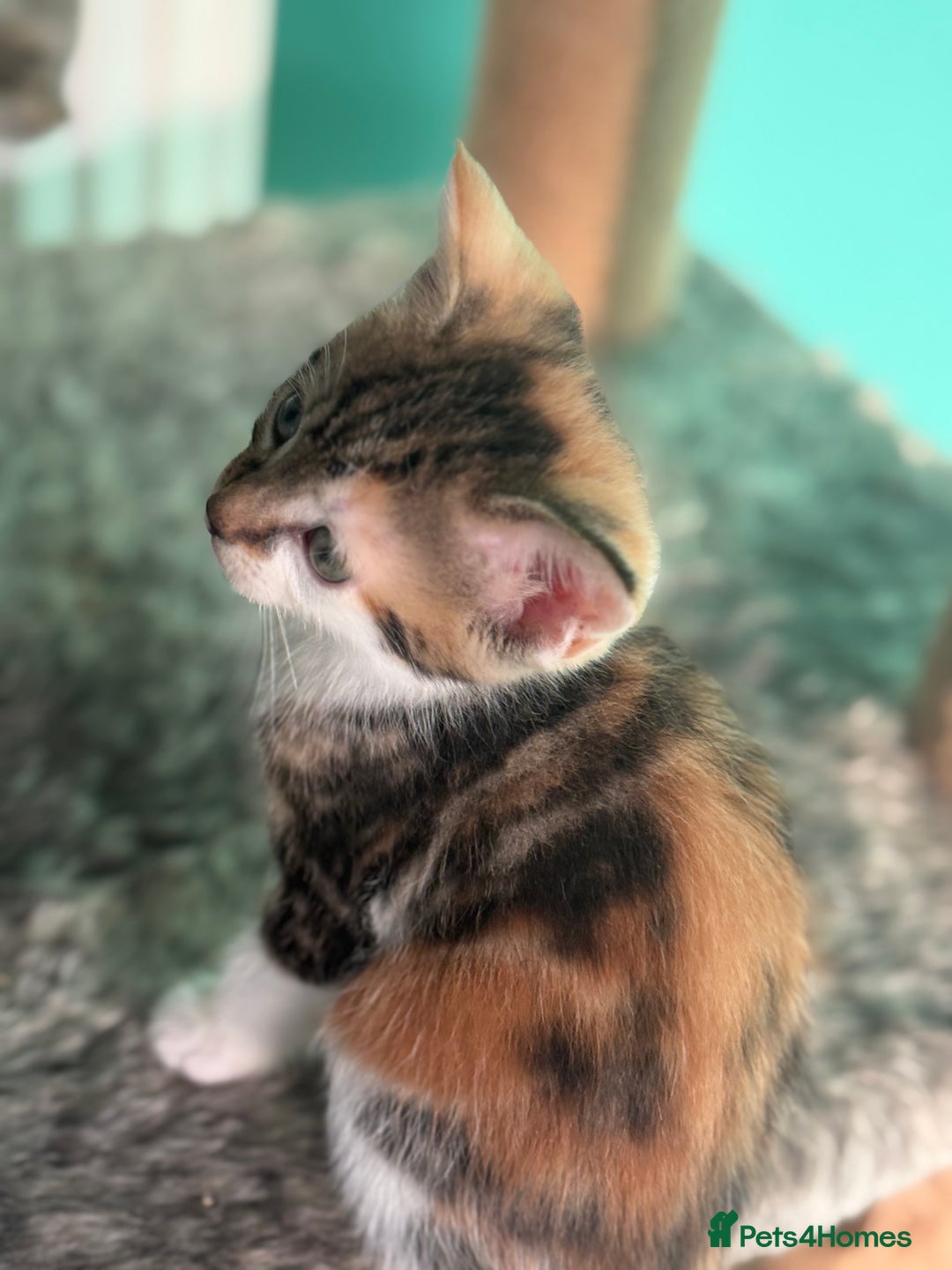 Maine Coon cats for sale: Adorable half mainecoon kittens for sale  - Image 17