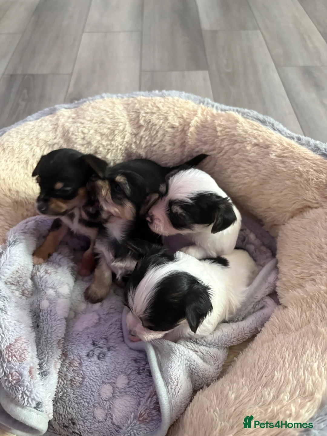 Mixed Breed dogs for sale: Chorkie pups  - Advert 1