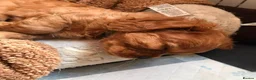 Cavalier King Charles Spaniel dogs for sale: Beautiful Cavalier King Charles Spaniel Puppies - Advert 12